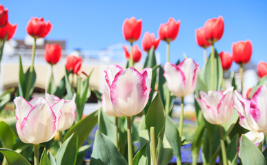 beautiful tulips