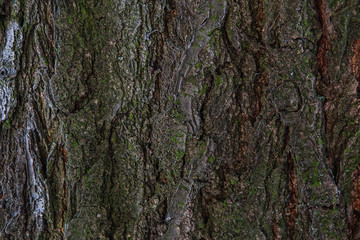 Old Wood Tree trunk Textured Pattern