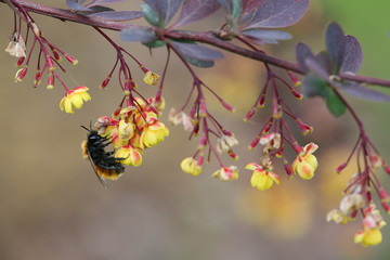 Fototapeta premium bee on japanese barberry