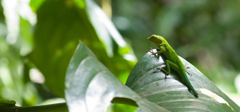 L&eacute;zard vert, zandoli