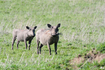 Zwei Warzenschwein in der Steppe von tansania