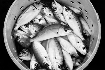 Black and white fresh recently caught Atlantic sea fish in a bucket to be used as fishing bait