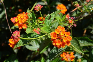Cloth of gold, Hedge flower, Lantana, Weeping lantana, White sage