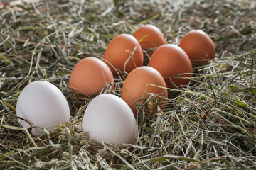 Fresh chicken brown eggs on hay, eco farming background
