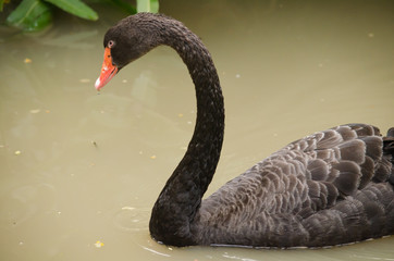 Black swan is floatting in the bloom