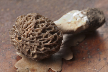 Morel fungus