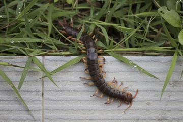 The Giant red Centipede dangerous in the Garden.