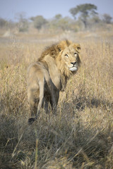 Fototapeta na wymiar Male African Lion