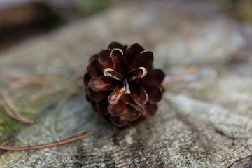 Pine cone on the ground