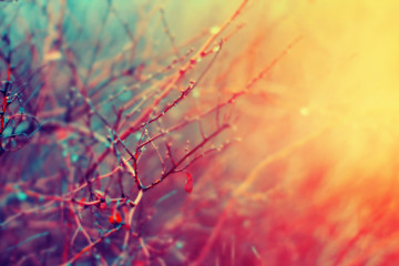 Rain drops on the plant branch. Autumn sunset background.