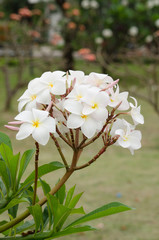 Frangipani, Plumeria, Temple Tree, Graveyard Tree is common name of Plumieria Scop.