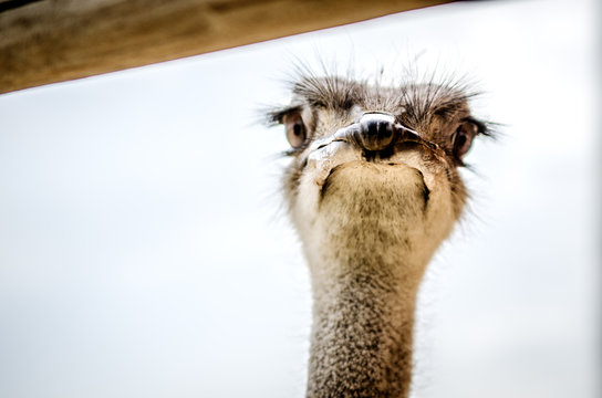 Surprised muzzle of an ostrich peeking out from behind the crossbar.