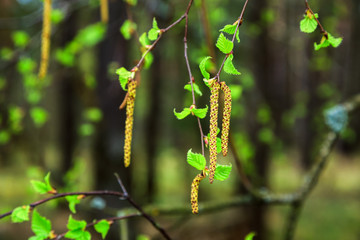 birch buds on the branch