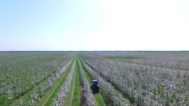 Aerial video, view from above, from high, from a height, fields of flowering apple orchards