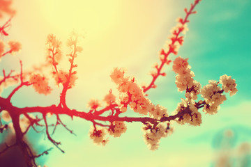 Flowers blossom in spring. Floral background.