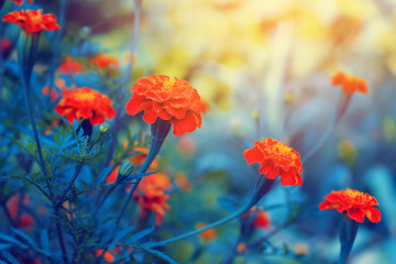 Tagetes orange flowers bloom. Floral background. - 152374947
