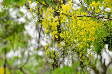 golden rain tree in the garden