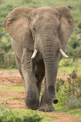 Fototapeta na wymiar African Elephant Male Walking in the Wild