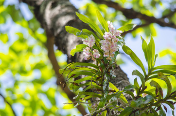 Obraz premium Orchid is growth in the forest thailand