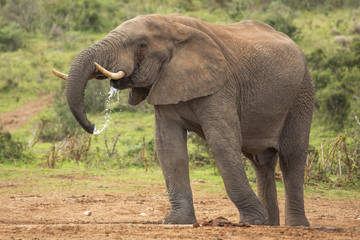 Fototapeta na wymiar African Elephant Male Drinking in the Wild