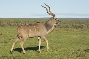 Male Kudu Antelope with Large Horns