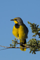 Bokmakierie or Bushshrike Perched on a Branch