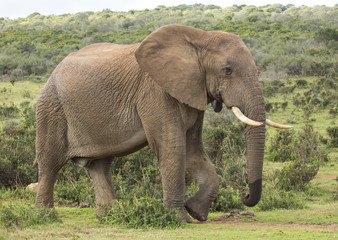 Fototapeta na wymiar African Elephant Male Walking in the Wild