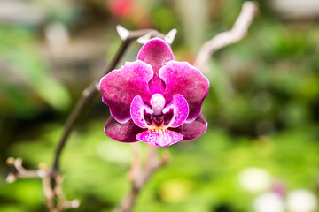 Obraz premium Purple Orchid