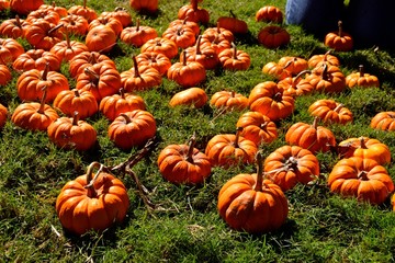 Field of Mini Pumpkins