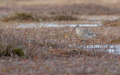 Bird Curlew (Numenius arquata) walking on the swamp.