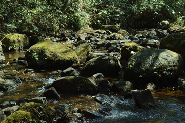 Fototapeta na wymiar 森の中を流れる小川