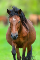 Bay pregnant mare in herd