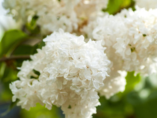 Syringa, white lilac on blooming in springtime on a garden