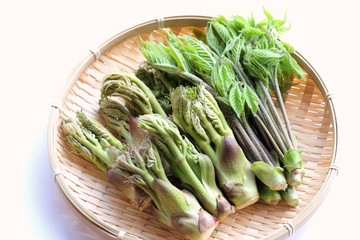 タラの芽とコシアブラの盛り合わせ