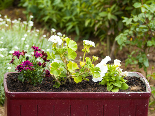 Flower pot with multi colored flowers on a garden
