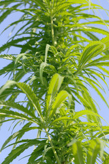 We can see the nature blossoming in the spring time. Everything is green.