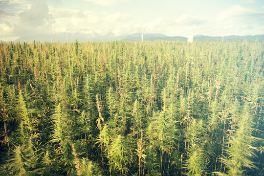A large field full of cannabis. The day is fascinating and warm.