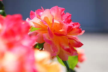 Fototapeta na wymiar rose colorful