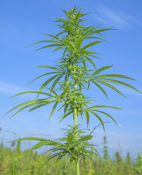 Tall cannabis is growing on this field.