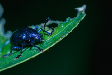 Scarab,insect,blue scarab beetle on leaf.