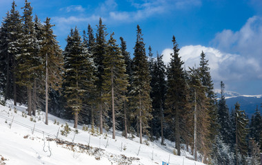 Winter forest covered snow in the mountains