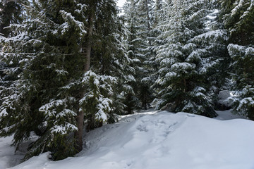 Forest covered snow in the mountains on a frosty day
