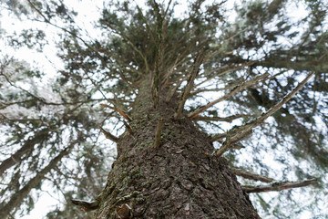 Obraz premium Big tree trunk with many branches in the fores