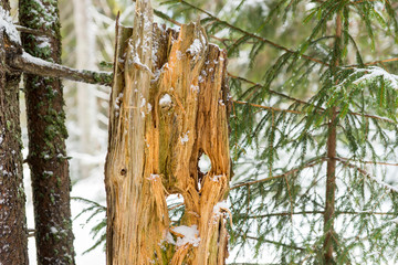 Chopped snow-covered tree trunk between trees in the forest