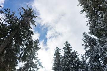 Cloudy sky in the forest between snow-covered trees