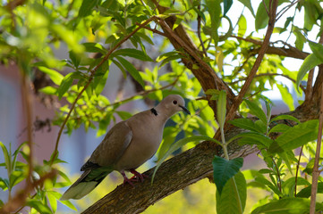 Wild forrest pigeon perched tree profile view