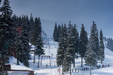 Ski downhills with slopes and lifts between snow-covered trees