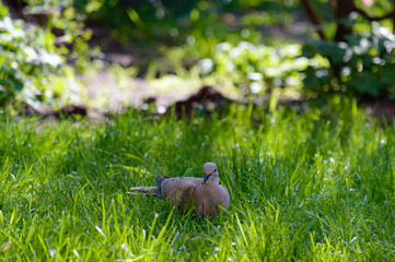 Wild forrest pigeon holding a seed on green grass