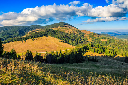 Conifer forest in classic Carpathian mountain valley Landscape