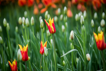Rainy day at the Tulip festival in Ottawa, Canada. 2017